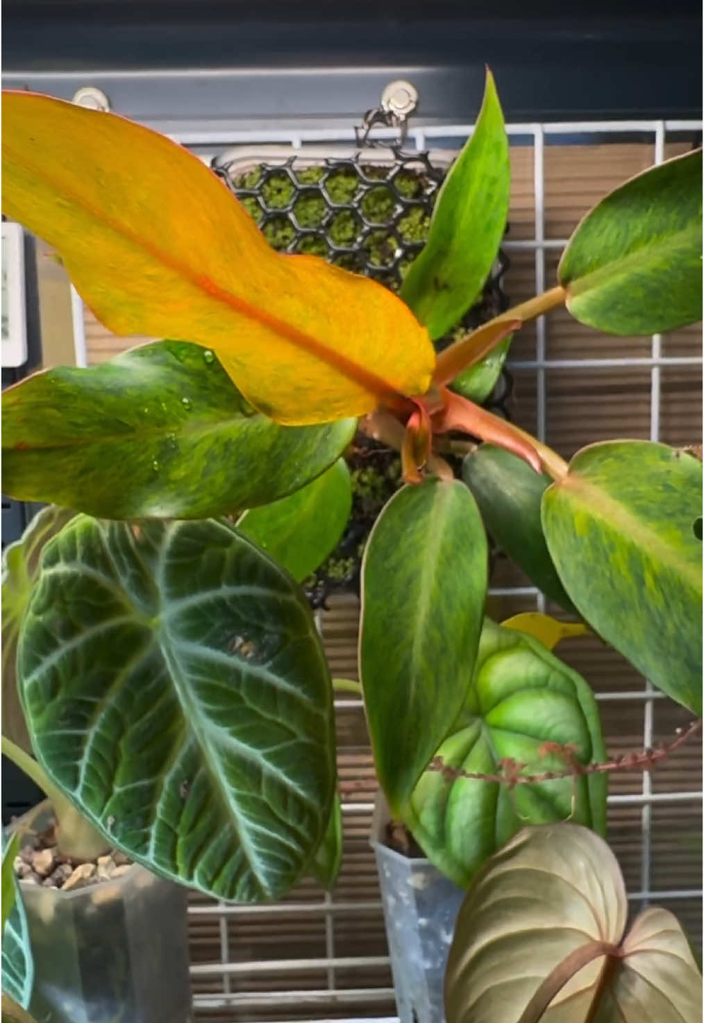 Since this #philodendron orange marmalade has been sitting in sphagnum moss, I thought I’d make it onto a wall mounted display, using what I already had. Of course that Tupperware from Chinese takeaway 😂 📸: @ugdoesgreen on IG #ikeagreenhousecabinet #houseplants #plantaesthetic#houseplantclub #iloveplants#plantsmakemehappy #plantcommunity #plantcollection #plantlover