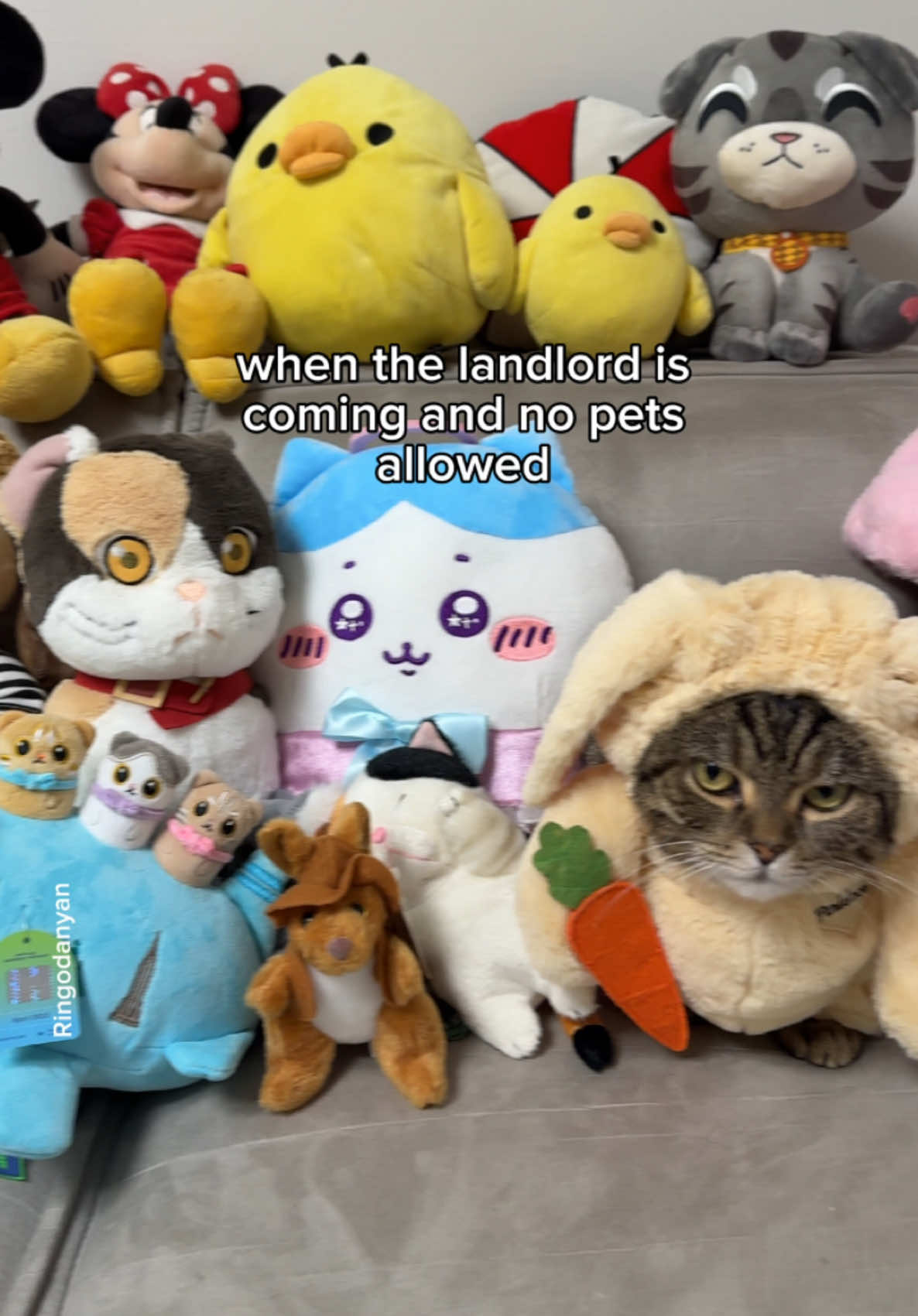 The landlord: Awww your bunny plushie is so cute! But why the grumpy face?🤔