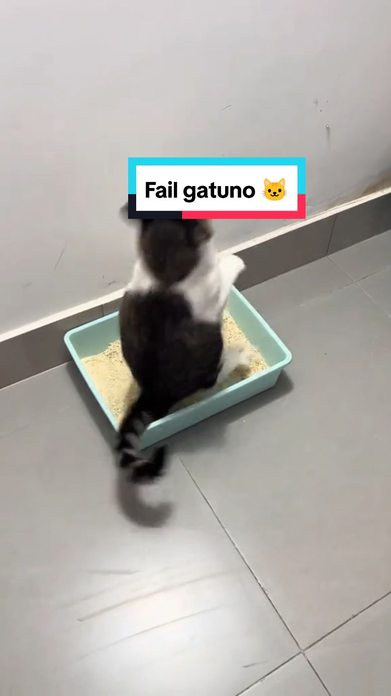 🐱🐱 En redes sociales se hizo viral el momento donde este gatito pierde el equilibrio al intentar usar su arenero. De acuerdo con el material original, el michi padece de una enfermedad que afecta su movilidad y de ahí el 