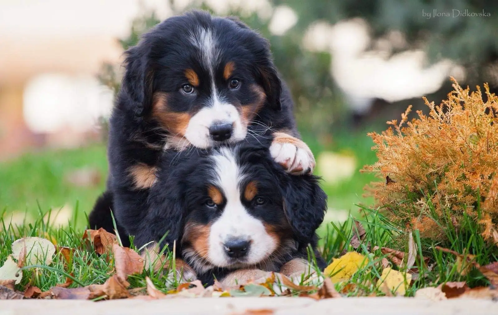 #teamwork #рекомендации #рек #dog #бернскийзененхунд #берн #берн #berner 