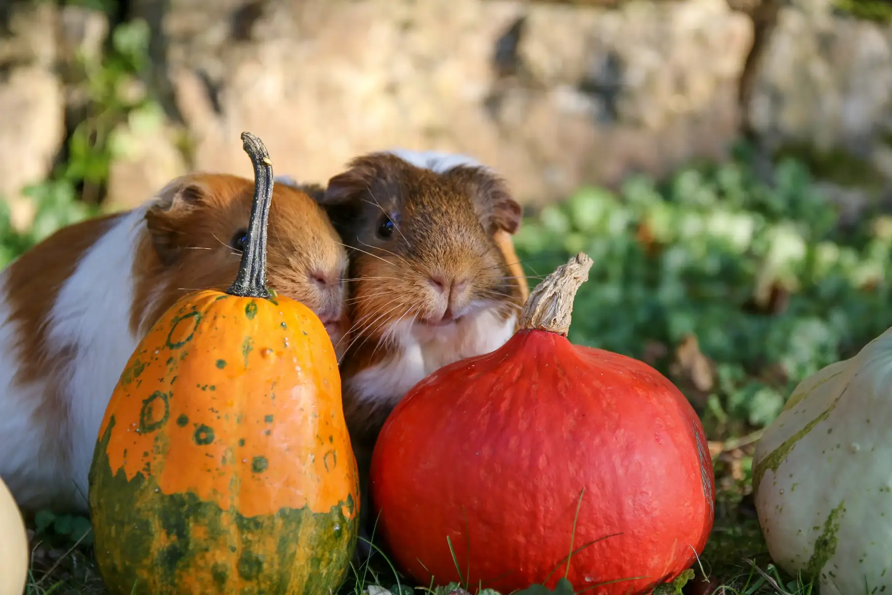 Im herbstlichen Abendlicht 🍂🌞 #guineapig #artgerechtemeerschweinchenhaltung #meerschweinchenliebe #meerschweinchen #kleineschweinis #meerschweinchenfotografie 