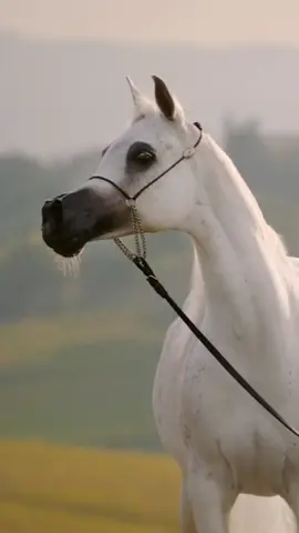 #horse #arbianhorse 