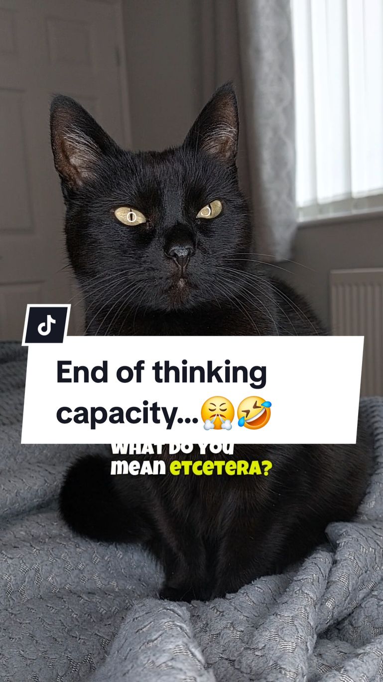 End of thinking capacity!😤🤣 #funnyvideos #catsoftiktok #memes #funnycats #cats #kittytheduchess  Ft. @Poppy The House Kitty 💕 