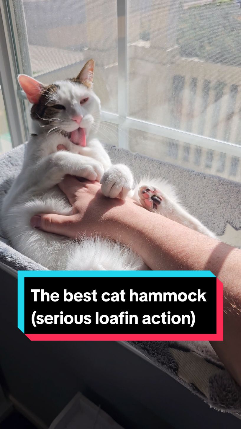 lol quit waiting I swear.  #loafingcat #catsoftiktok #cathammock #windowhammock #cattok #catparents #cats #funnycats #hammock 