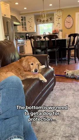 Beware of attack dog 😂 #guarddog #goldenretriever #dogs #funnydogs #dogsoftiktok 