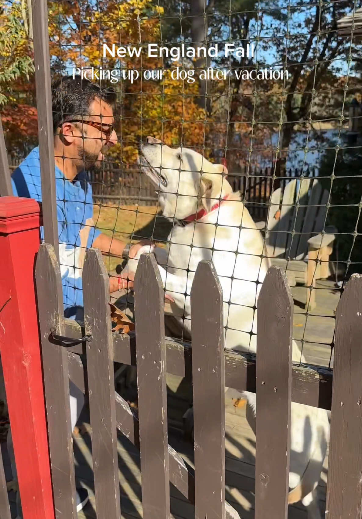 Got back from vacation last night and first thing we did tiday is picked up Bruno from his temp stay in woods with an amazing family  #fallcolors #newenglandtiktok #browntiktok #brownfamily #browngirl 