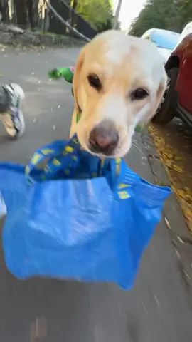 Labrador carrying her little shopping bag home🥹🥹 — Puppy #asmr🥹 #labradorretriever #stickyricemady #dogs #labrador #cutedogs #dogcarriesgroceries 