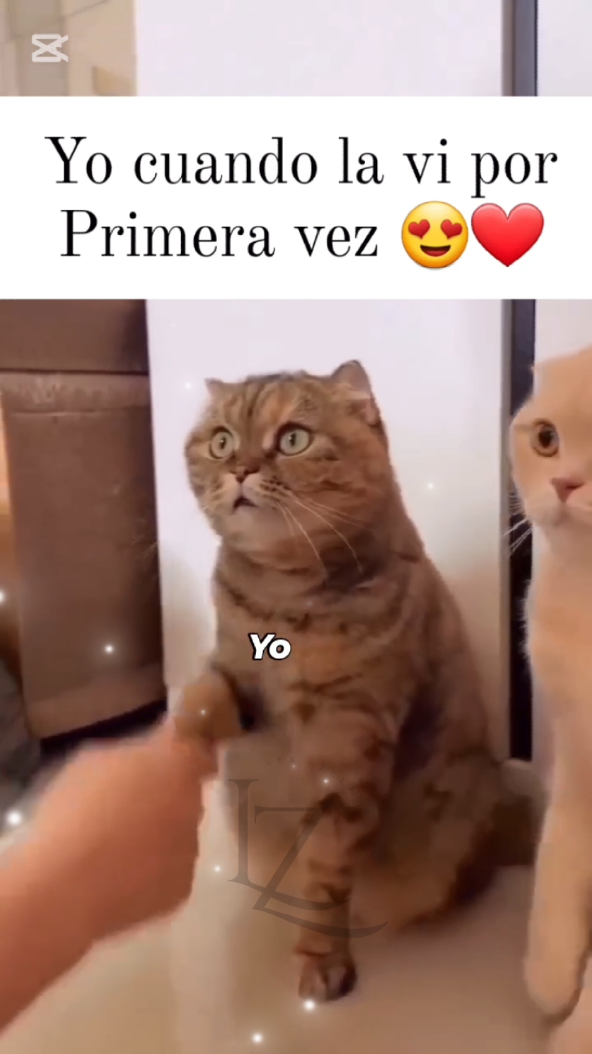 Yo: cuando te vi por primera vez 😍 #contigoestarcontigo #luismiguel #incondicionales #ocurrencias #gatos #gatostiktok #flypシ #parati #lexzelada 