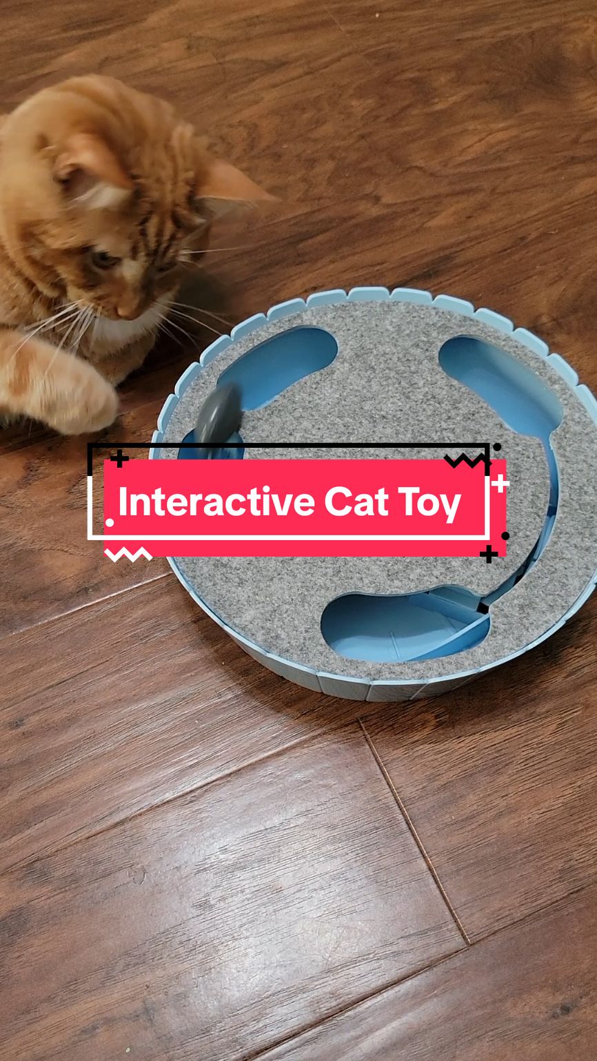 Interactive Cat Toy #interactivecattoy #cattoys #catsoftiktok 