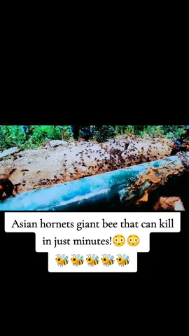 Asian hornets giant bee!😳😳😳 #bee #foryou #viraltiktok 