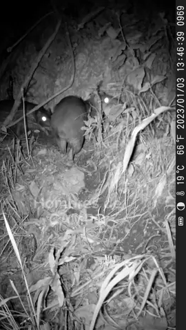 Que maravilla !  Primera vez que veo una parejita de zamaños en edad adulta...😀😀😀 Bosque de conservación y protección Hombres de  CAMPO