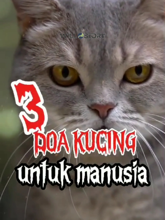 3 DOA KUCING YG TIDAK KITA KETAHUI‼️#kisahnabidanrasul #islamituindah #kisahnyata #fypシ゚viral #motivasidiri #motivation 