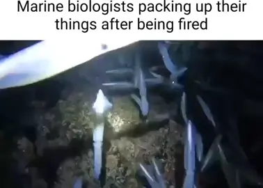 Oooh great heavens!!! #fish #biologists #meme #fy #fyp #blowup #packing 