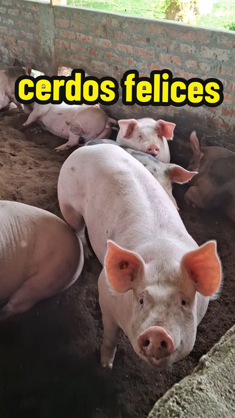 sin estrés se desarrollan mejor ✅️ síguenos en todas nuestras redes 📲 #animales #granja #farming #pigfarm #farm #farmlife #campo #zootecnia #consejos #emprendimiento 