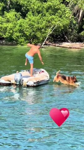 Dogs just wanna have fun! 🤭 - - #germanshepherd #gsd #dog #dogsoftiktok #puppy #wolf #trending #fyp 