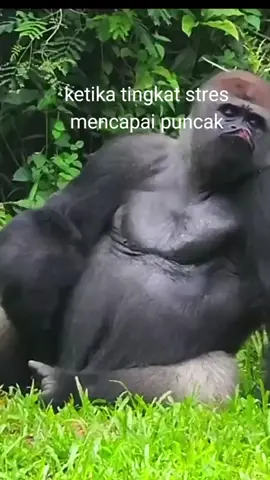 Monkey Gorilla manyun #animal #monkey #gorila #virall #fyp #menggemaskan #gorillafunny