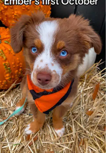 Throwback to Ember’s first October! 🍂 #dog #dogsoftiktok #puppy #pumpkin #cutedog 