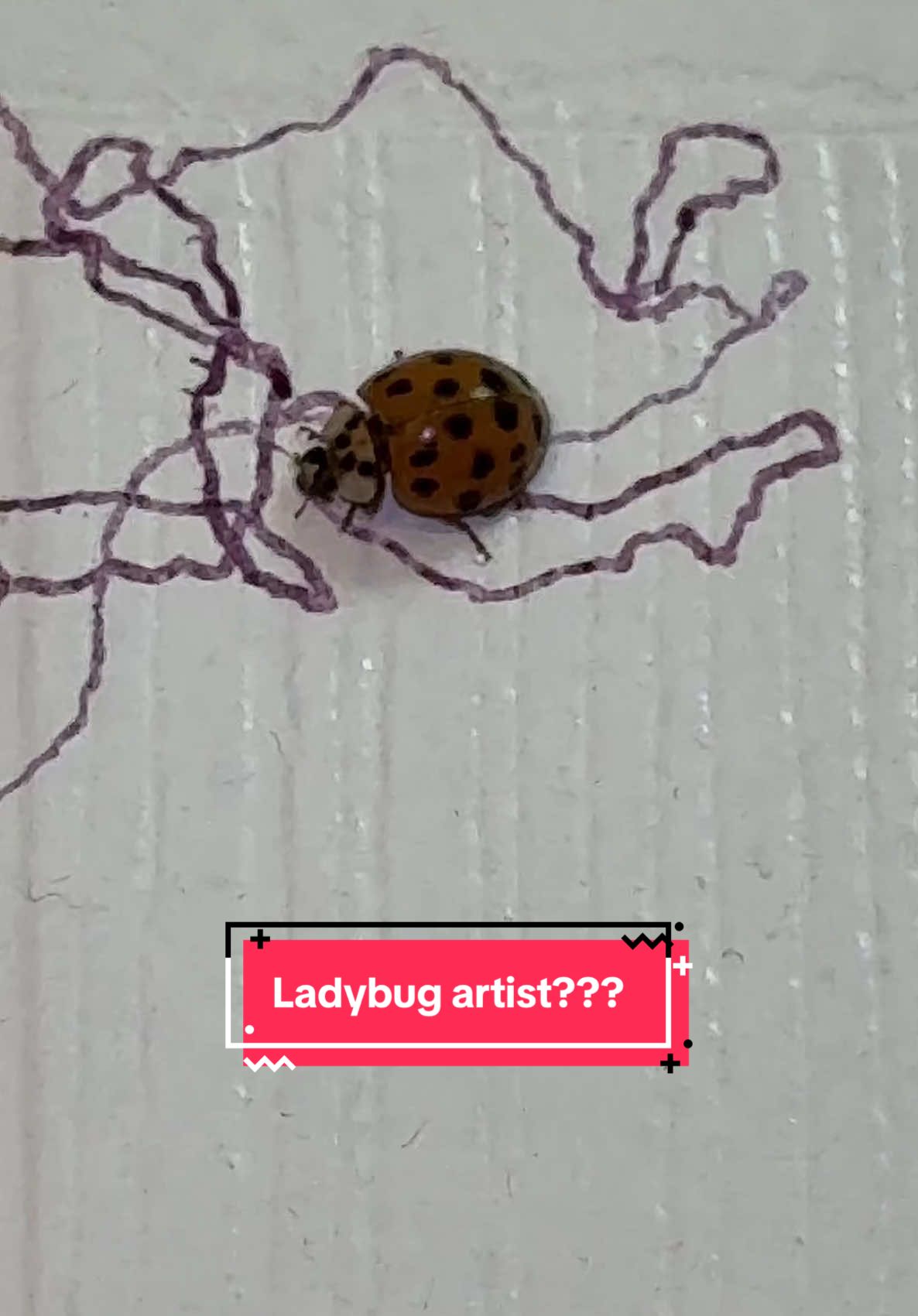 is she just a little artist or am i missing something #ladybug #ladybugartist #help #entomology #art 