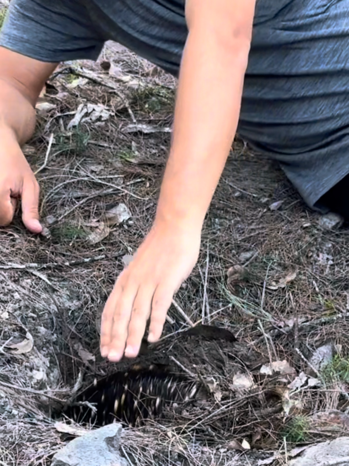 Chris Lilley finds the shy swamp wallaby on a deserted beach and some other shy creatures along the way. PART THREE. #swampwallaby #chrislilley #goanna #echidna #easterngreykangaroo #lilleyinthewild