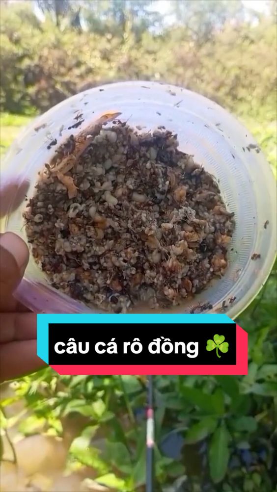 Có ae nào đam mê câu cá rô đồng không ???  #caucarodong #caucaro #cauca #caucatunhien  #LearnOnTikTok #thinhhanh  #phuoccauphui