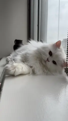 No 😡 poking 😡 #persiancat #angrycat 