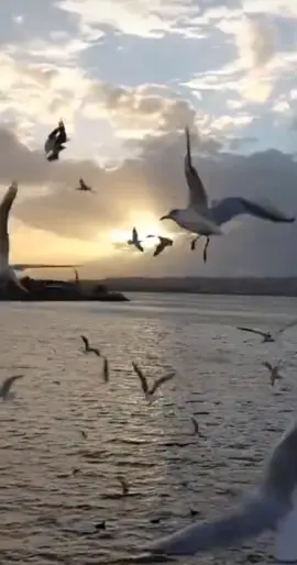 #تتصوروا_امال_ماهر🥰🦋🌊🧡  #fypdongggggggg 