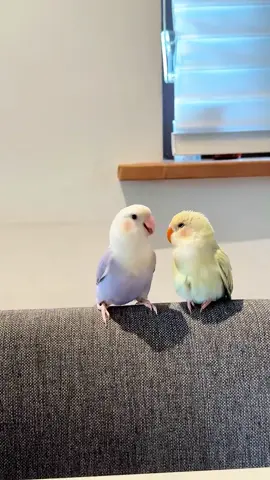 My cute parrot George and sunny #parrot #bird #cute #animal #pet #parrotsoftiktok #birds #birdsoftiktok #tiktokviral