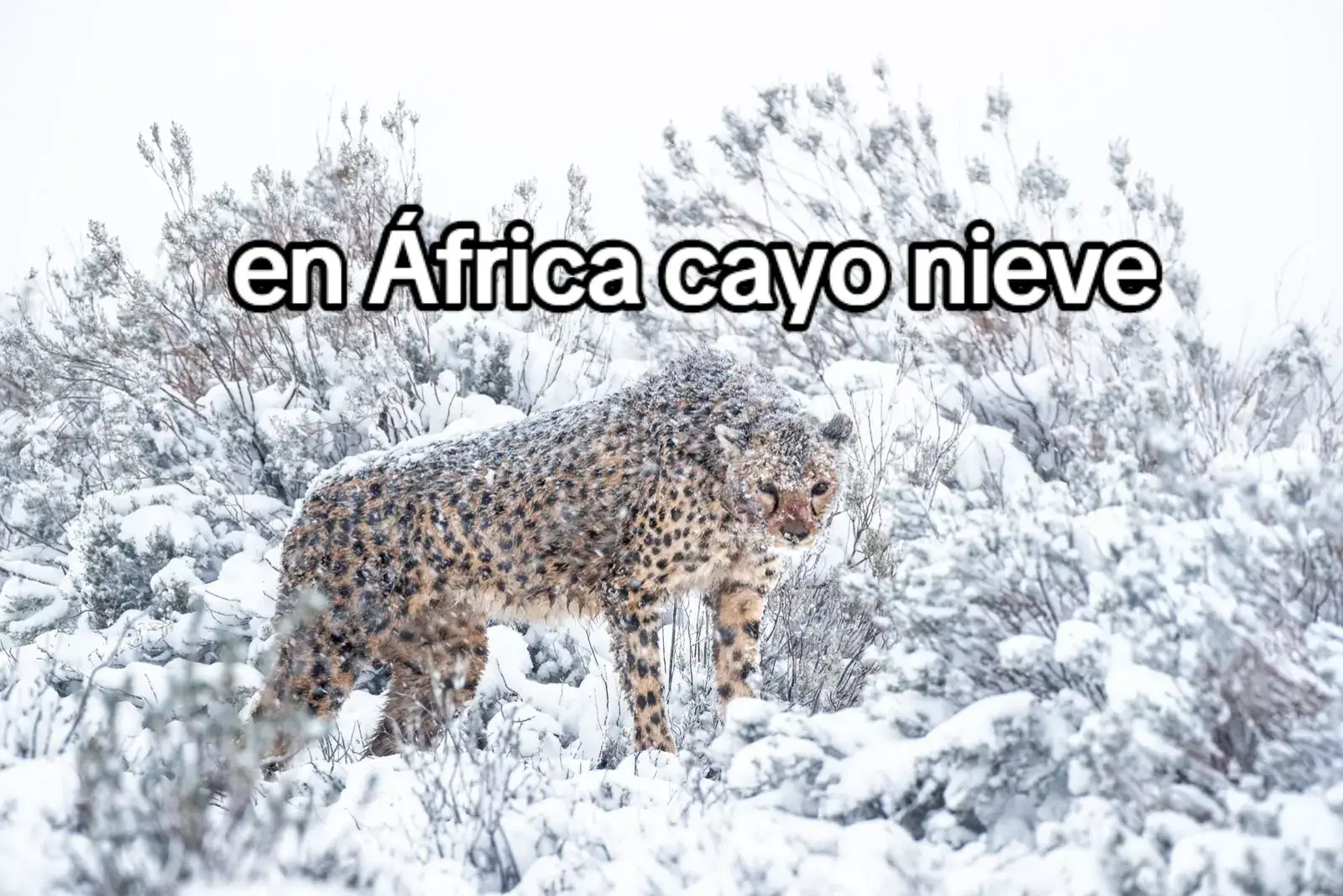 #nieve #africa #noticias #cosasimposibles #meme #sinamor #amor #parati #humor #desierto #compas 