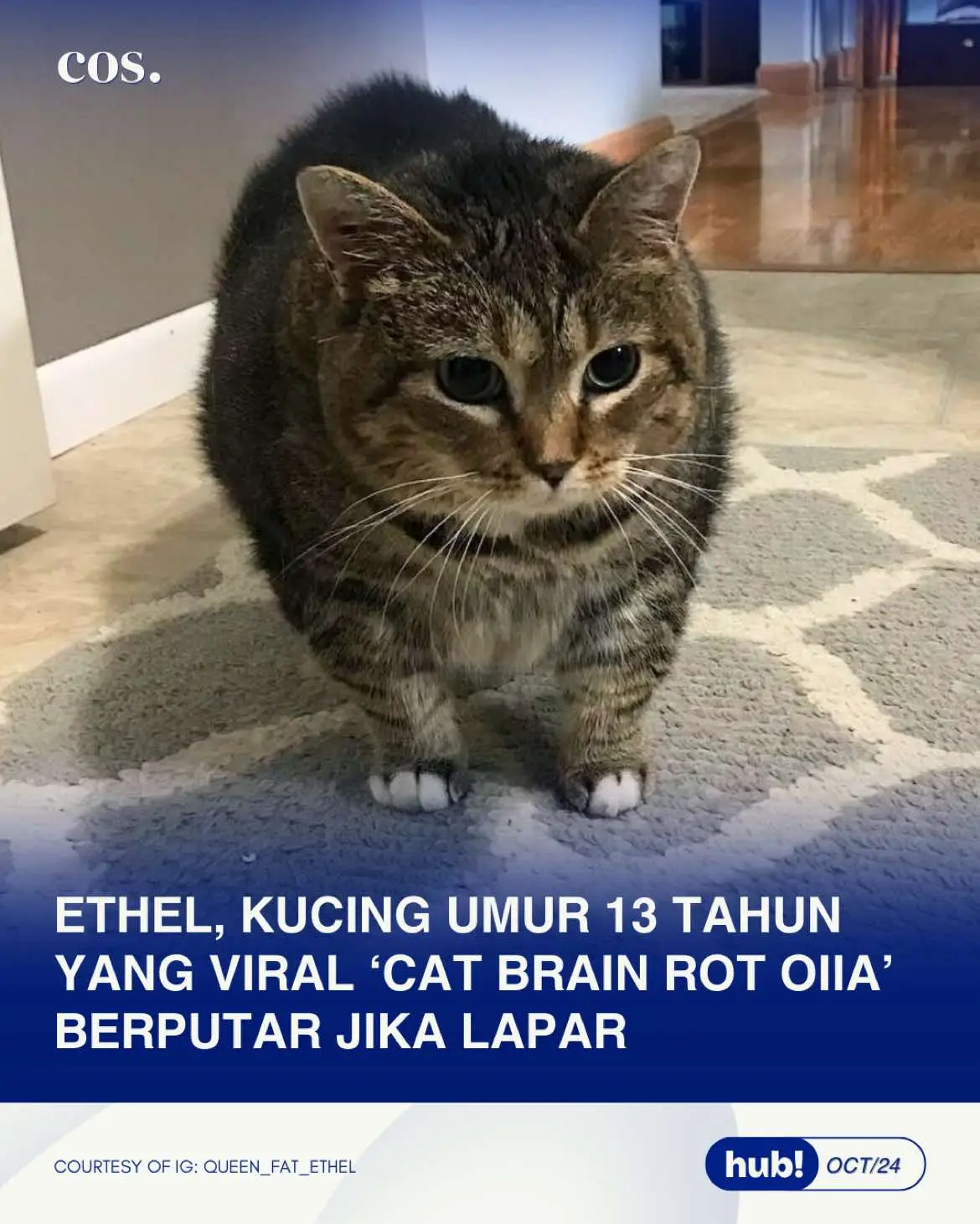 Kalian tahu gak sih kucing yang muter-muter dan katanya jika kucing lain menonton akan menaikkan emosi? Kenalan sama Ethel si viral dengan meme 