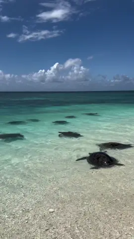 How many turtles did you count!? 🐢This laid-back crew were spotted just last week in the sparkling shallows of @Wilson Island, where they travel each year for nesting season 🏖️ From November to March, you can spot adult green turtles and loggerhead turtles along the island's bright white shore, and from January to May it's hatching time! Stay in one of only nine exclusive safari tents for an intimate and sustainable nature escape 💚   🎥: @Aleksmutated    📍: #WilsonIsland, #SouthernGreatBarrierReef, @Queensland, Australia    #SeeAustralia #ComeAndSayGday #ThisIsQueensland, #SouthernGreatBarrierReef   ID: A group of large turtles lazing in clear, shallow water beside a white sand beach.