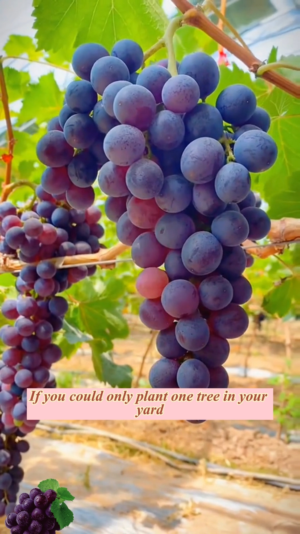 🍇🌿 Midknight Beauty Grapes – where garden dreams meet wine-worthy flavors! Grow and savor. #plantjoyfarm #GrapeVines #LushHarvest #WineLoversParadise #natureathome #HomegrownGoodness #SweetAndJuicy #BackyardBliss #GardenMagic #greenlifestyle #plantjoyfarm 