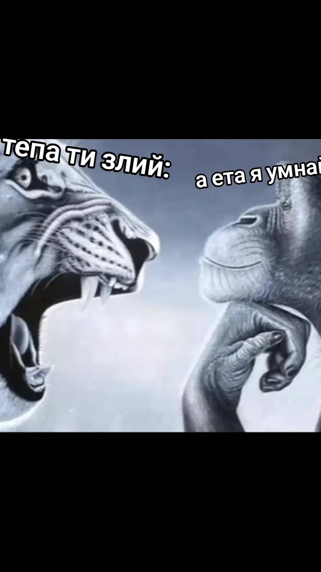 #fyp #memes #meme #тигр #обезьяна 