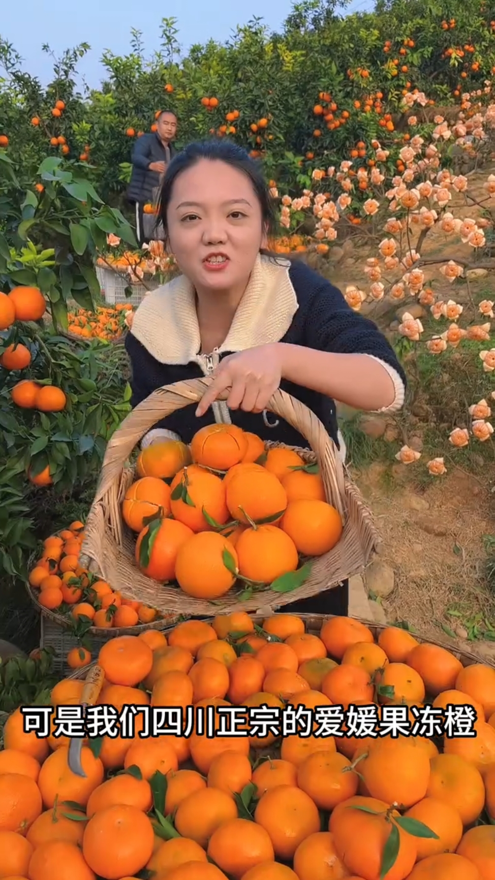 Orange 🍊 harvesting in beautiful nature farming #orange #harvest #fruit #nature #satisfying #farming 