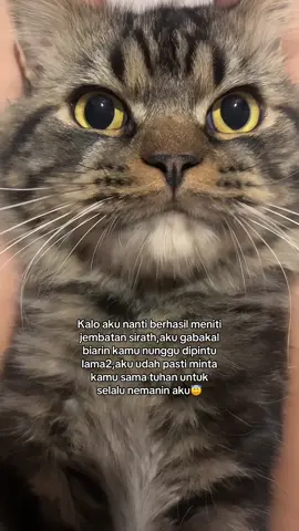 Katanya kucing gabisa masuk surga,tapi kita bisa minta sma tuhan kan?🥹😇 #maxiecin #kucinglucu #cat #catsoftiktok #catlover #kucingmujaer 