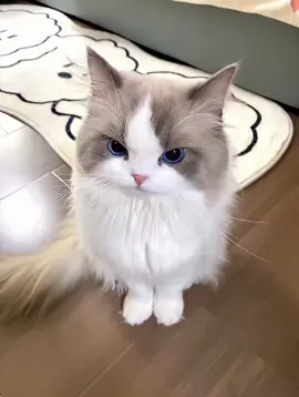 When I forget to deliver  the dried fish treat...What could I do?please help me👀💫😻 #cat #catsoftiktok #cute #angry #food #pecuteofficial #pecute #life #catlover #catfish 