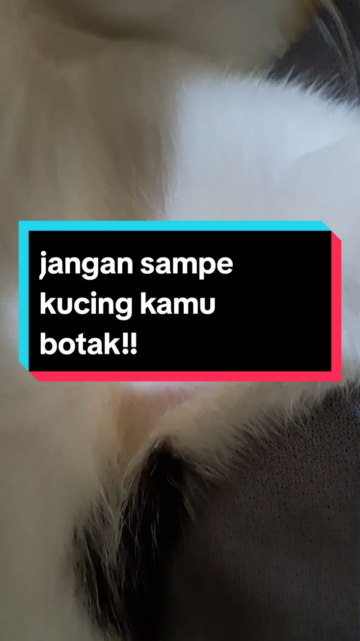 cuma 30 hemat 66 hari bisa utk kucing dan doggy ...  @Dewarangga #kucingcalico #omegaoil #minyakikankucing #kucinglucu #kucingtiktok #dewarangga #dewaranggacattery #omega3fishoil #fyp #kucingsehat #kucingsehatbulunyalebat #omegadrops 