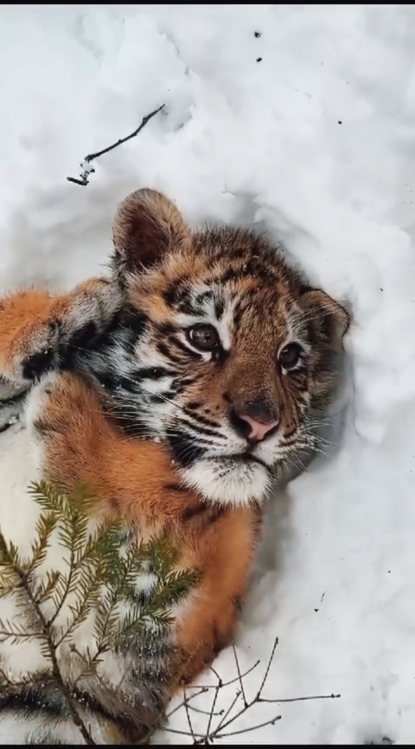 Bby in the snow !! so cute #tiger #trendingvideo #cat #fyp 