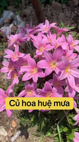 Củ giống hoa huệ mưa, hoa tóc tiên #cugionghoahuemua #cuhoahuemua #hoatoctien #hoahuemea #cu #giong #hoa #hue #mưa