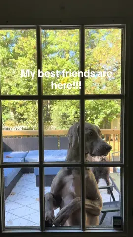 Rumor has it the drool is still hanging from Bruno’s mouth 🫣🫧🤫 #boxersoftiktok #brunotheboxer #dogsoftiktok #fall #october #trend #friends #sleepover 