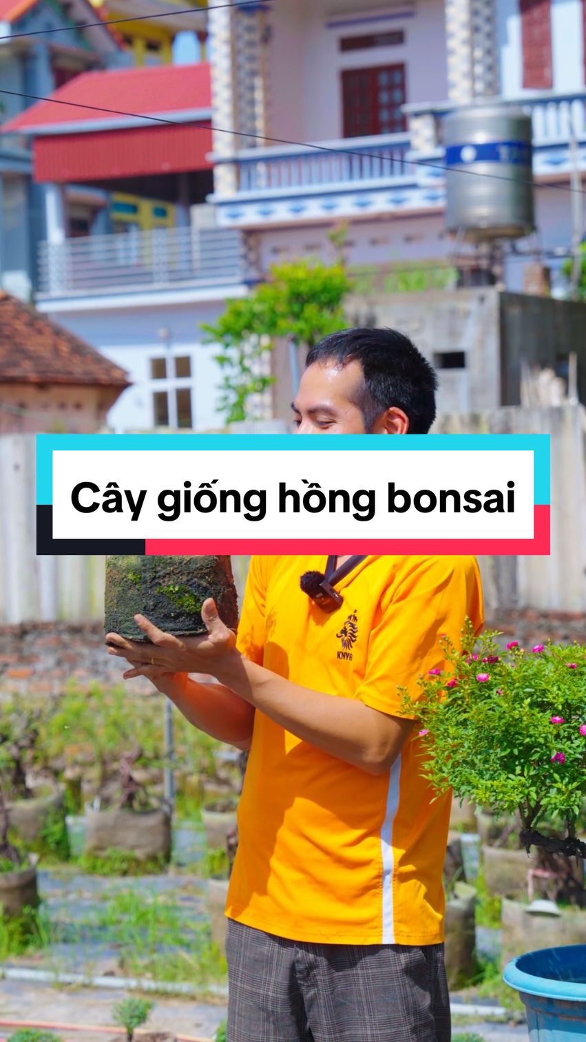 Cây giống hồng bonsai mini mê linh #hoahongmelinh 