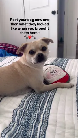 He was such a tiny little nugget 🐾❤️🐾 #dogsoftiktok #teamwork #creatorsearchinsights #dogs 