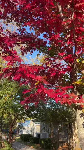 A Barely human sort of walk while romanticizing fall foliage in Griffin, GA. Don’t mind my dirty crooked Reebok princess shoes.  #griffin #griffinga #fallfoliage #fall #freshair #strolling #healthy #reebok @Reebok 