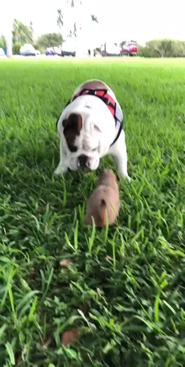 Chuck playing with Captain the bulldog  #prairiedog #pet #petlovers #petfriendly #petoftheday #instapet #animal #fyp #animalphotography #animalkingdom #wild #wildlife #mood #nature #livingmybestlife #play #animallovers #dog #bulldog #throwbackthursday 