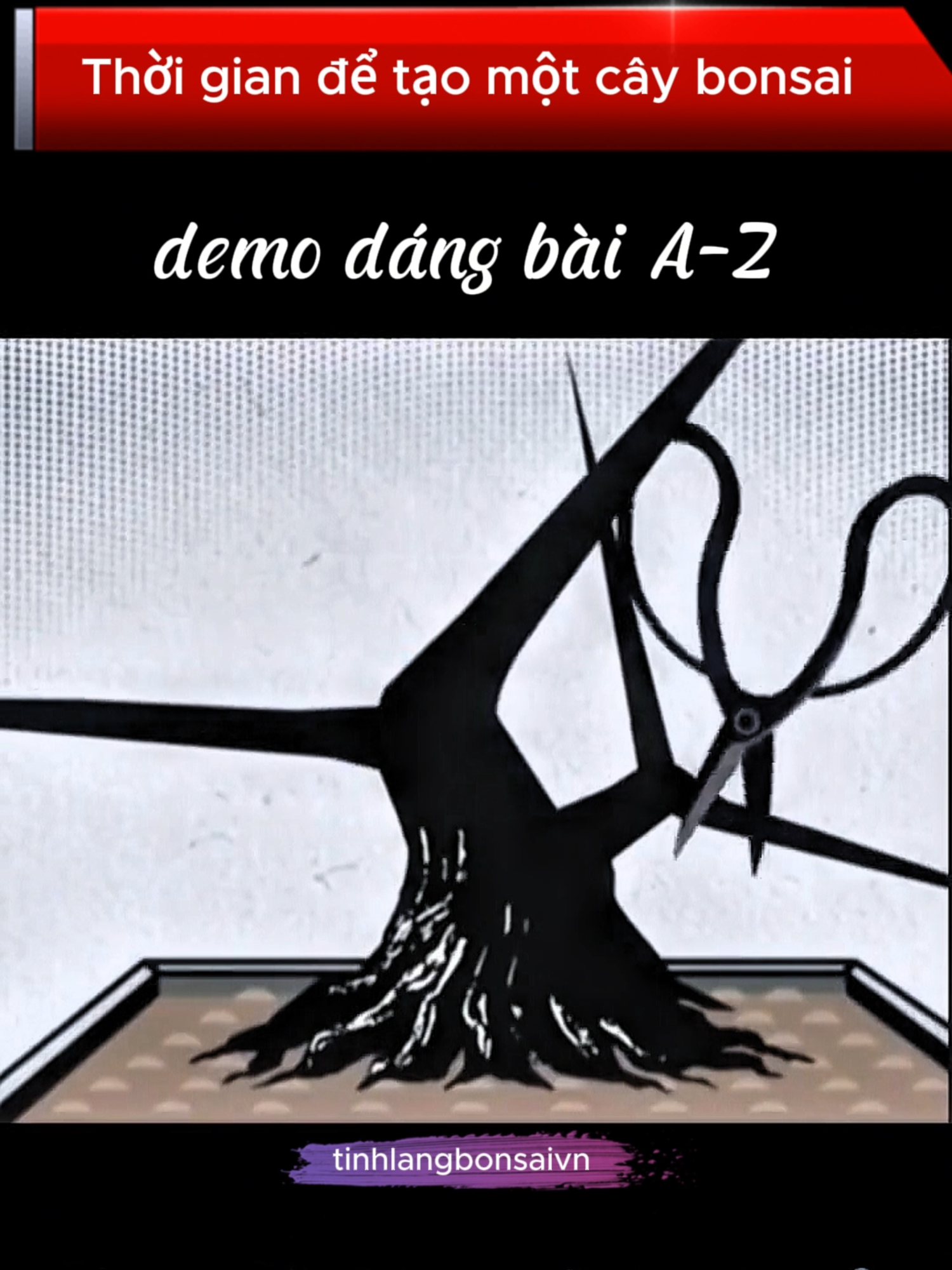 Demo cây bonsai dáng bài từ A đến Z hỗ trợ cho người mới #tinhlangbonsai#bonsai #demobonsai