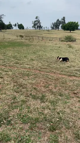 Wendy 🔥🇧🇷  #border #bordercollie #shepdog #genetica #canilmeller #recria #treino #manejo #prova #pastoreio #caodefuncao #caodetrabalho #caodeboi #caodegado #caodelida #workingdog #fy #viralvideos #agro #pecuariabrasil🇧🇷🐂🐂🐂🐂 