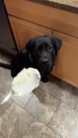 Get a man who looks at you the way Angus looks at greek yogurt ❤️ #dogsoftiktok #labsoftiktok #blacklab #englishlab #yummy 