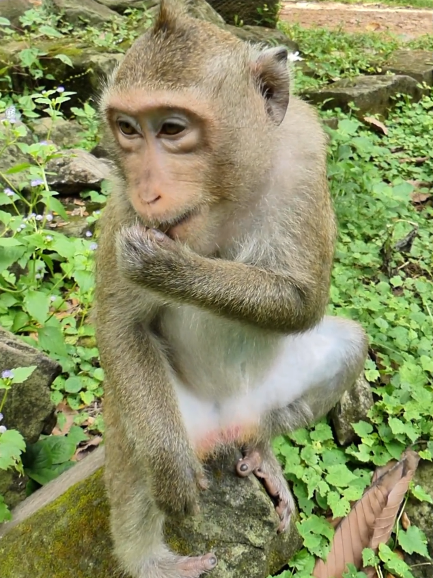 #Monkeys #monkeytiktok #tiktokmonkeys #babymonkeyvideos #tiktokideomonkey #videomonkey #Ranbow #Sovannatroop #cutebabymonkeyranch #amzingmonkey #Autumnmonkey #Ambertroop #tiktokmonkey #Crabzillatroop #lovemoney #monkeys #babymonkey #fzypシ #Luno #Lucy