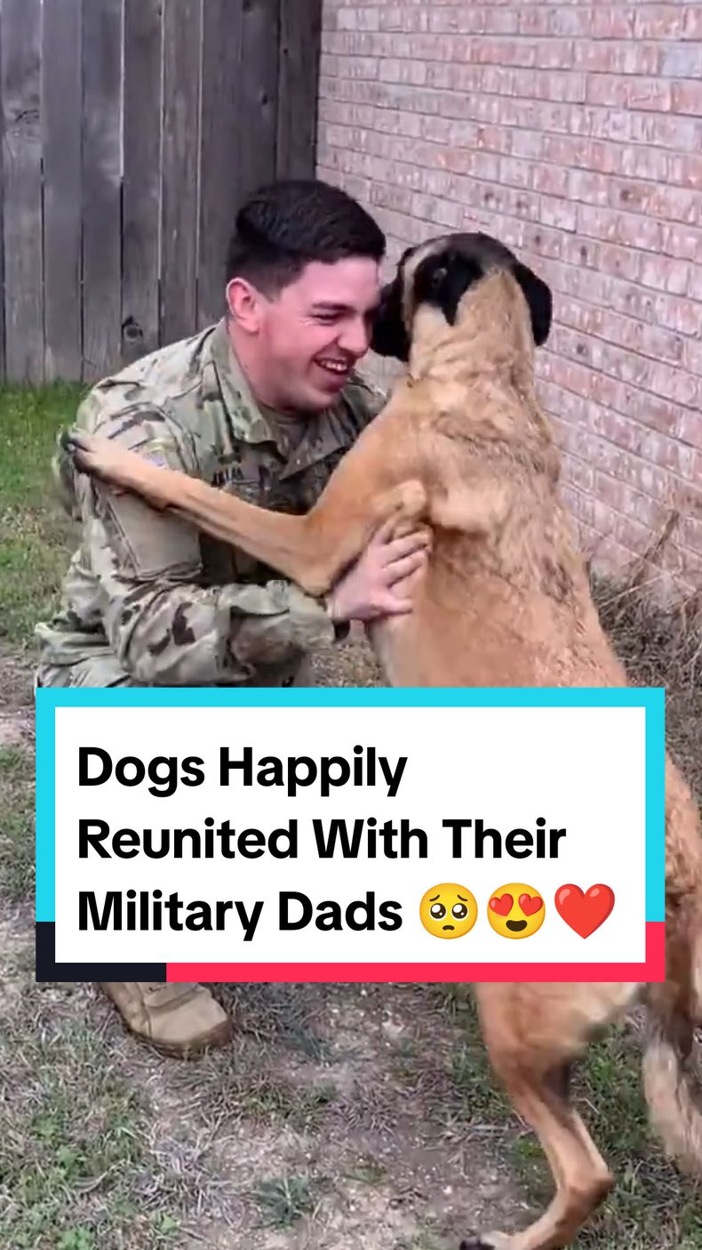 Wholesome Reunions 🥺❤️ #puppy #dog #pet #dogsoftiktok #doglovers #reunited #reunion #happy #wholesome #emotional #hearttouching #heartwarming #reaction #fyp #foryou 