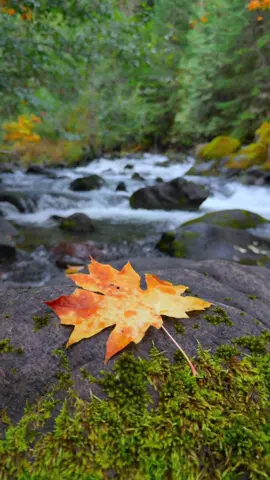 Soaking in the peace and tranquility of this beautiful creek, embraced by the vibrant hues of fall—pure autumn serenity 😌 #nature #Outdoors #cinematic #calm #creek 