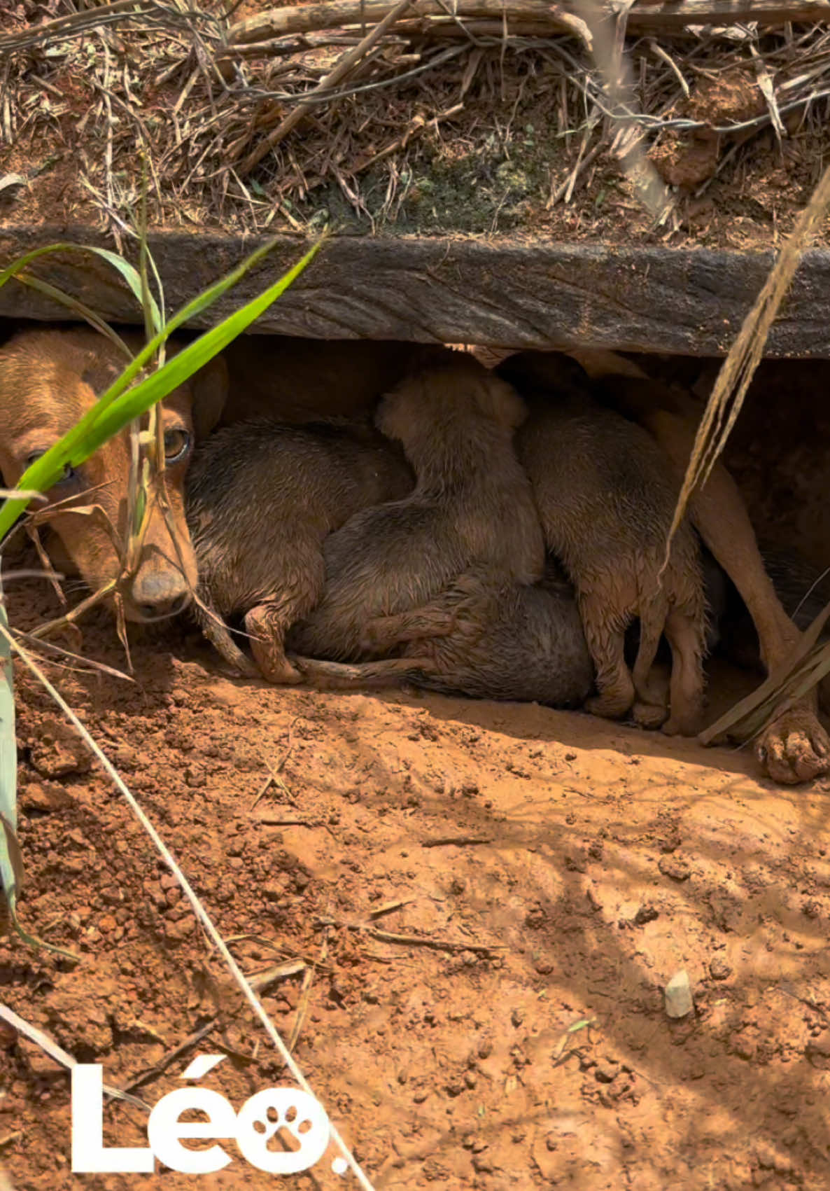 Resgate dos filhotes #animais #causaanimal #filhotes #protecaoanimal #cachorro #caes #viralata 